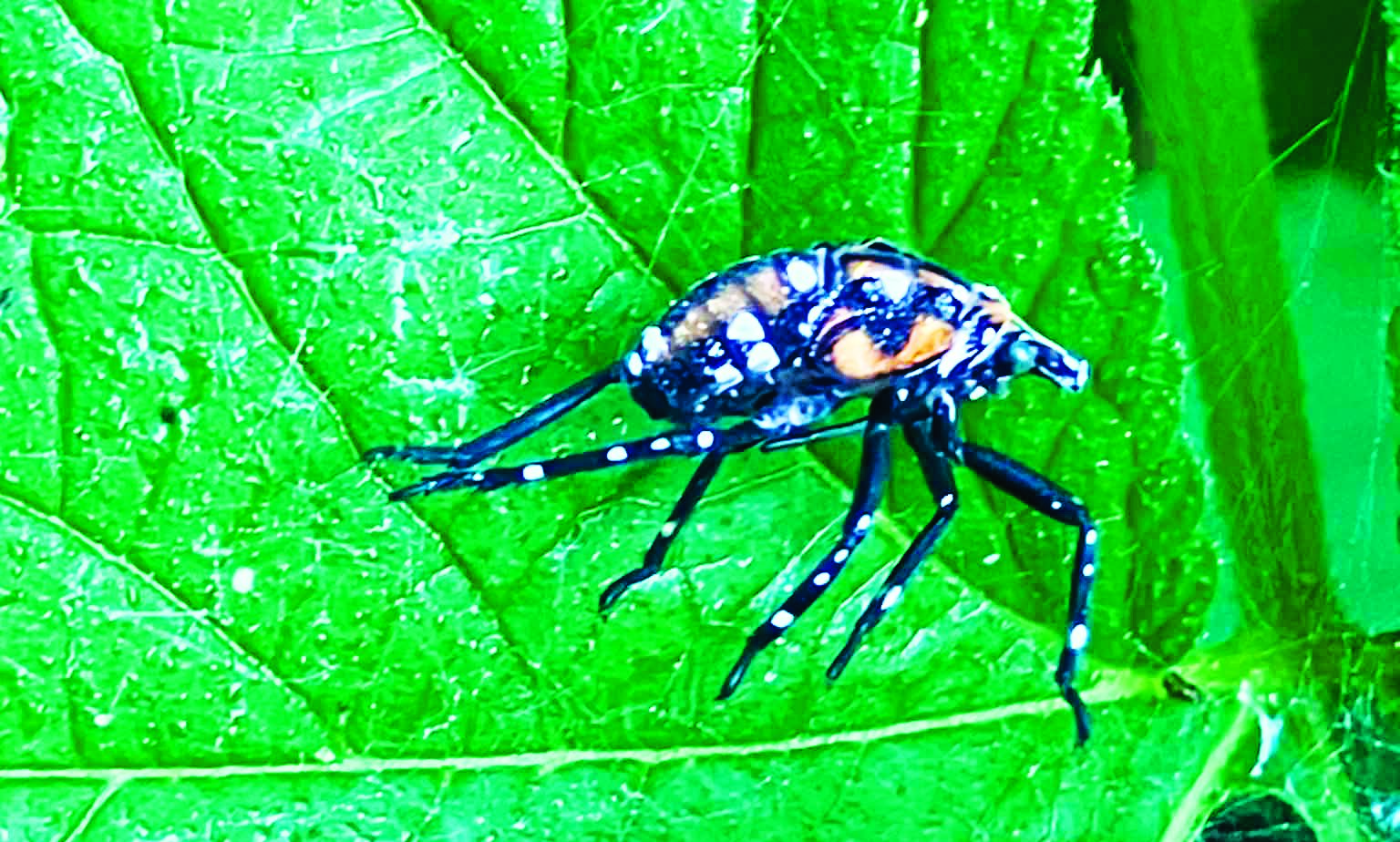 Spotted lanternfly infestation confirmed in Norwood