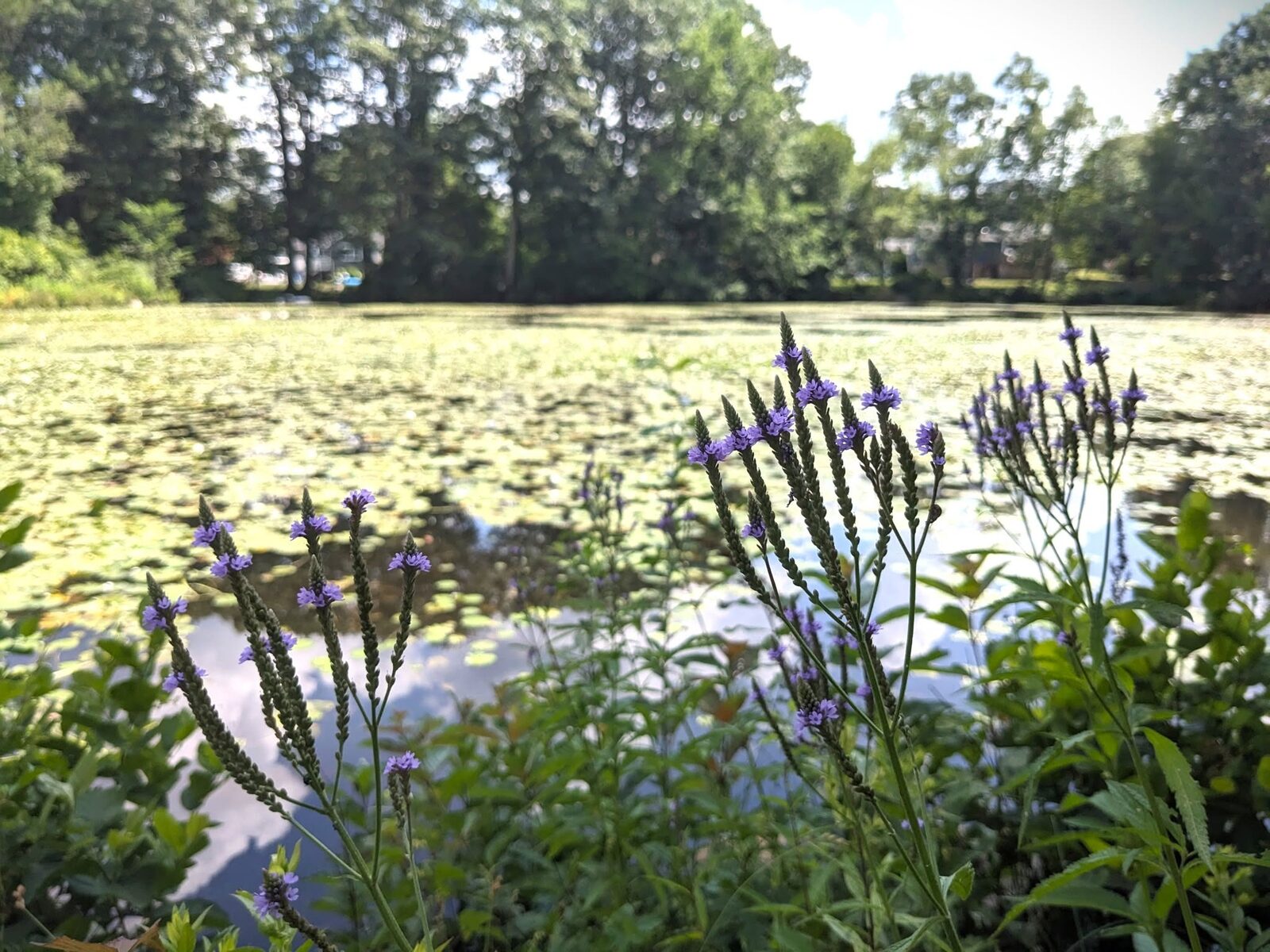 ConCom talks Pezwick Park, Guild Pond