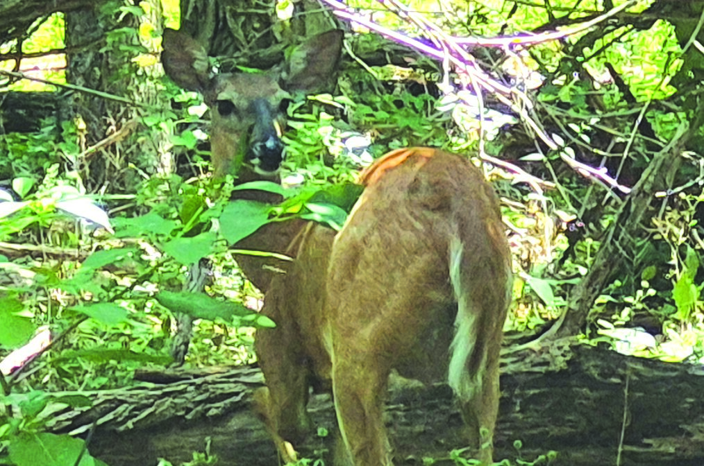 NAC discusses ending bow hunting